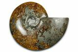 Polished Ammonite (Cleoniceras) Fossil - Madagascar #339263-1